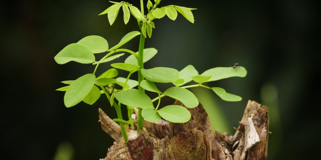 bacopa benefits